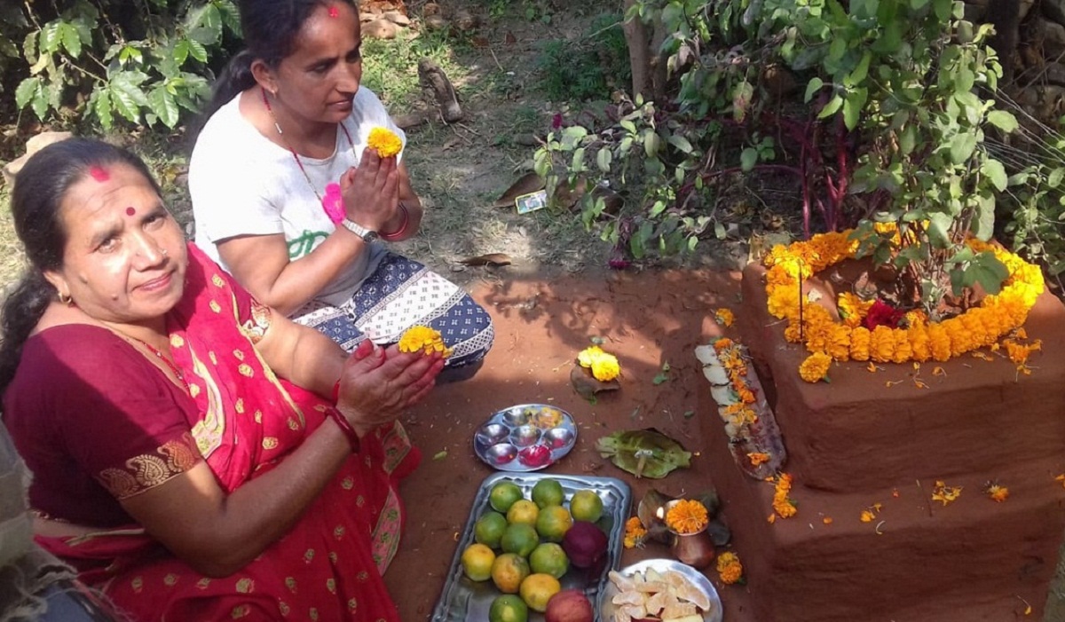 आज हरिबोधिनी एकादशी, तुलसीको विवाह गरिँदै