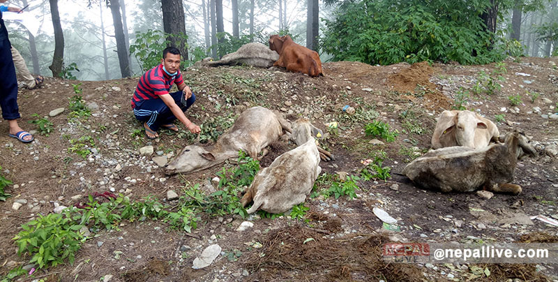 राष्ट्रिय जनावार गाई चिसोको कारणले मरन थाले