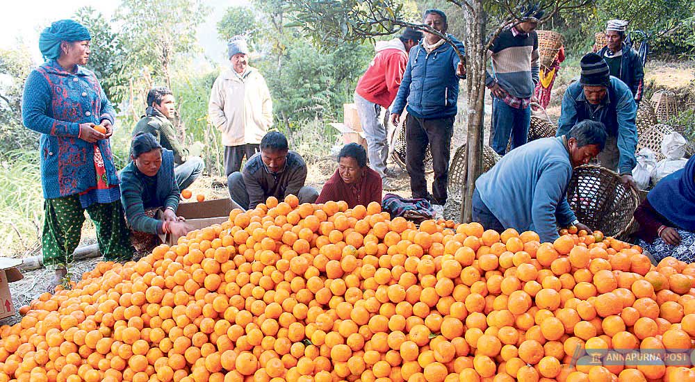 एघार लाखको सुन्तला बोटबाटै बिक्री