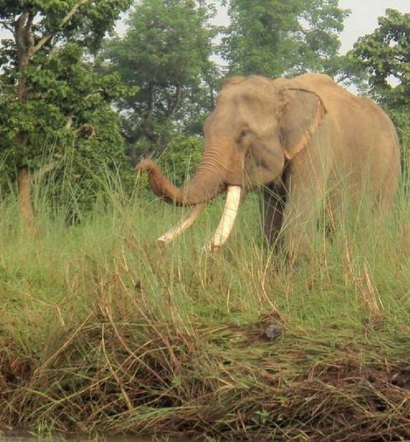 झापामा हात्तीको आक्रमणबाट एक युवकको मृत्यु