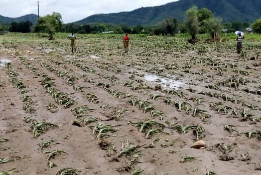 असिना पानीले लाखौं मूल्य बराबरको अन्नबाली नष्ट: किसान चिन्तित