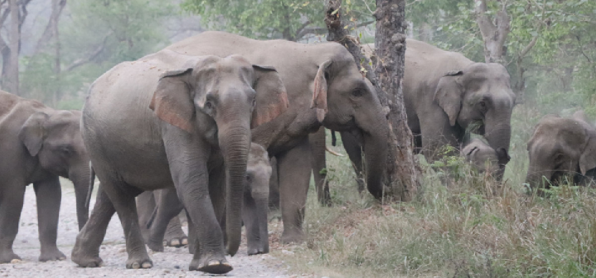 बाहुनडाँगीमा भारतीय हात्तीको दैनिक उपद्रो: किसानका मकै र सुपारी बाली सखाप