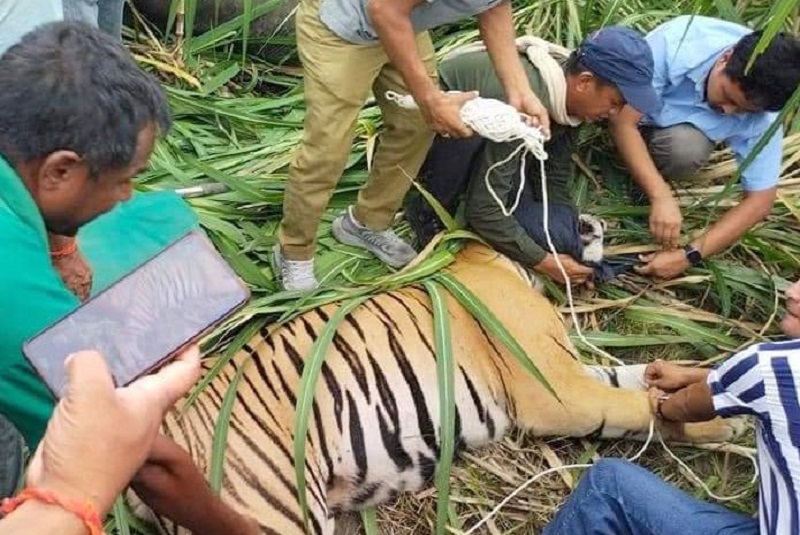 मान्छे खाएर भागेको नरभक्षी बाघ नियन्त्रणमा