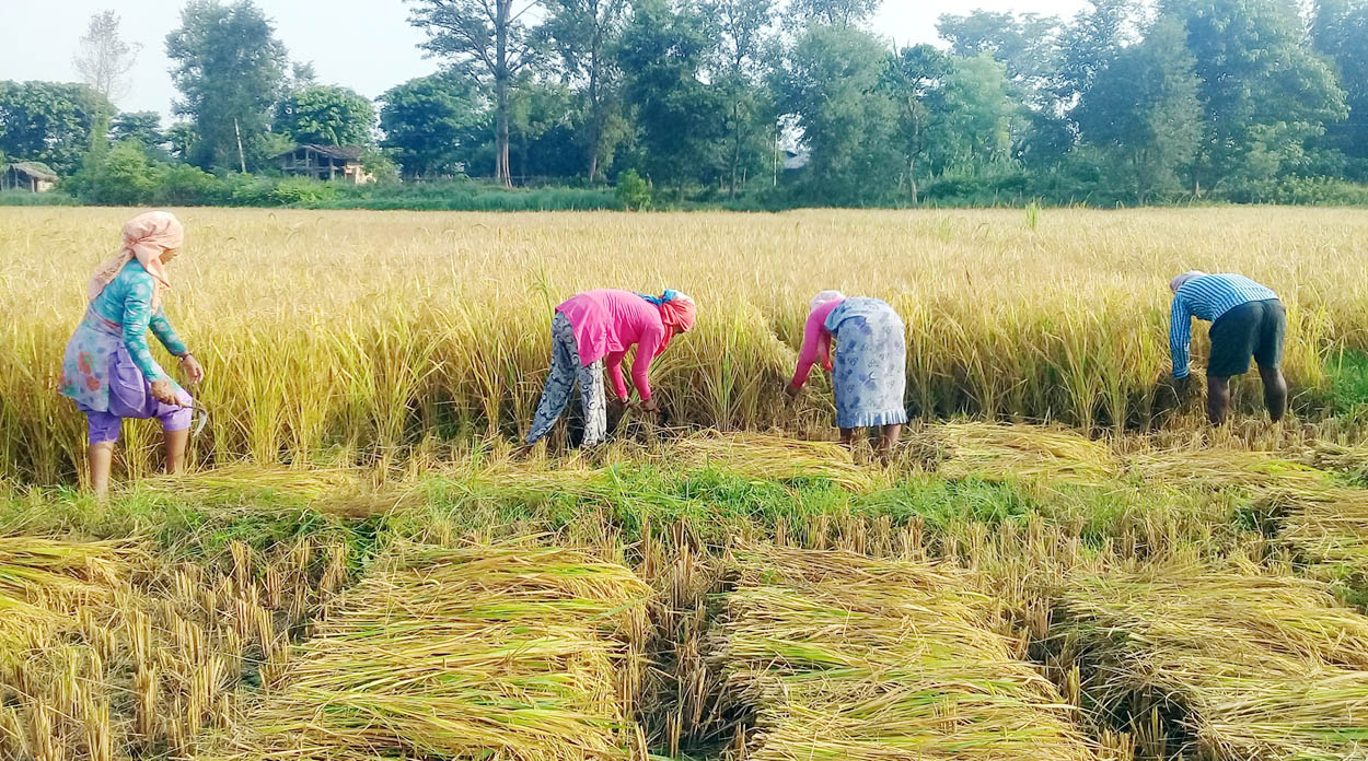 फेरि भीषण वर्षा हुने हल्ला निराधार, ढुक्क भएर धान काट्न सकिन्छ : महाशाखा