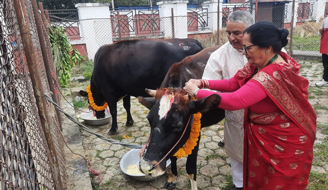 राष्ट्रपतिले गरे शीतल निवासमै गाई पूजा