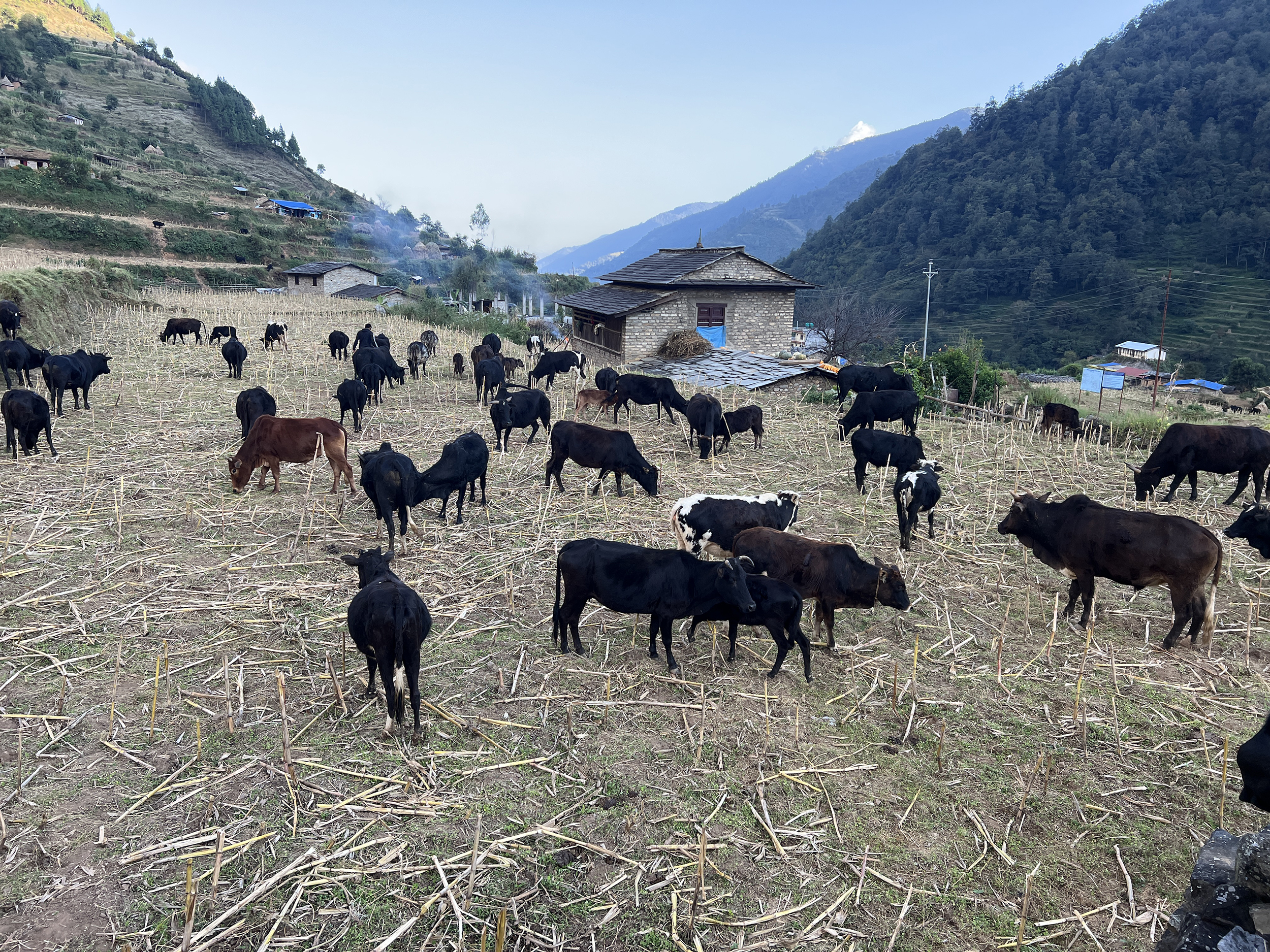 गोठाला बेँसी झरेपछि भल्कोटमा बढ्यो चहलपहल