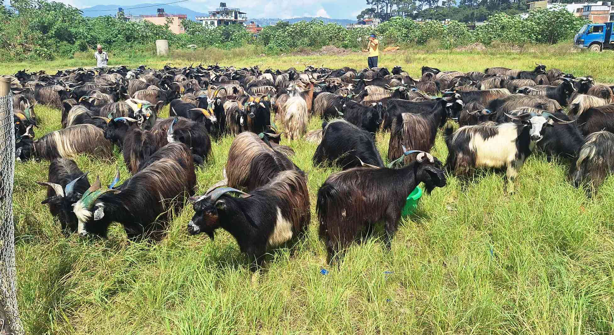 भक्तपुरमा दशैंका लागि च्याङ्ग्रा ल्याइयो