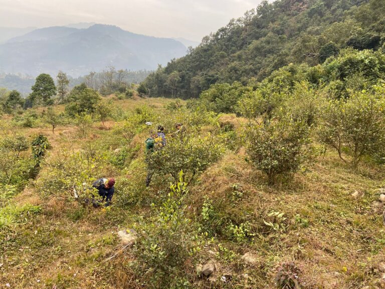 बसाइँसराइले रित्तिएको गाउँमा डेढ करोडको लगानीमा कागती खेती