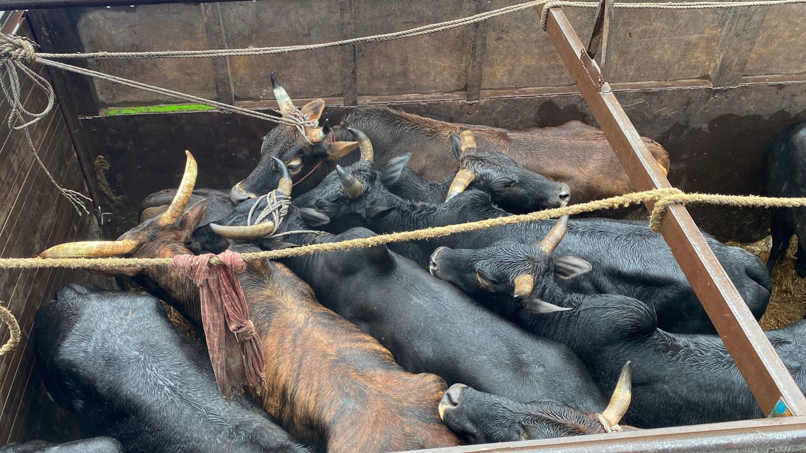 अवैध गोरु तस्करीमा प्रहरीको सफलता, २५ गोरु बरामद