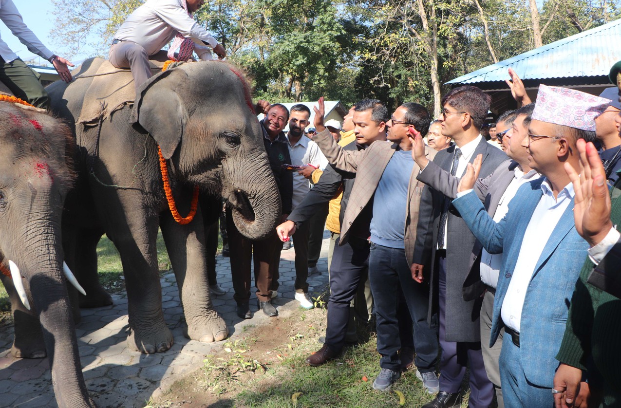 कतार पठाउन लागेका दुई हात्तीको बिदाइ