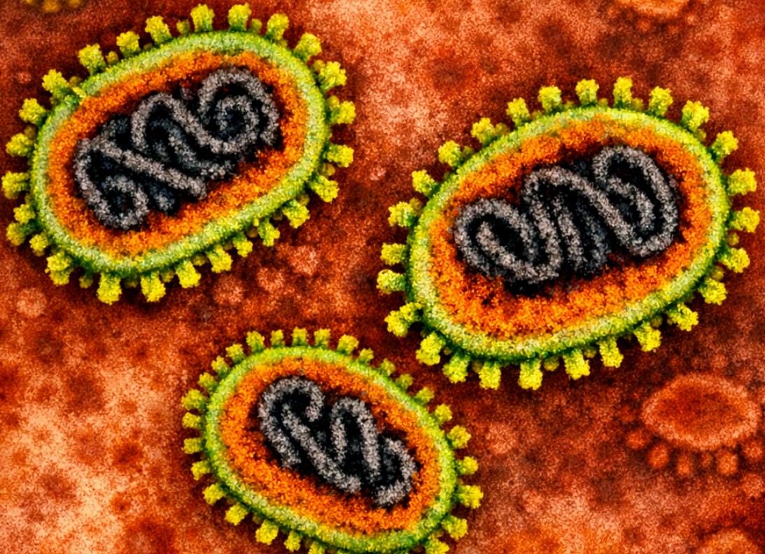 निपाह भाइरस : कस्तो हुन्छ जोखिम, कसरी बच्ने ?