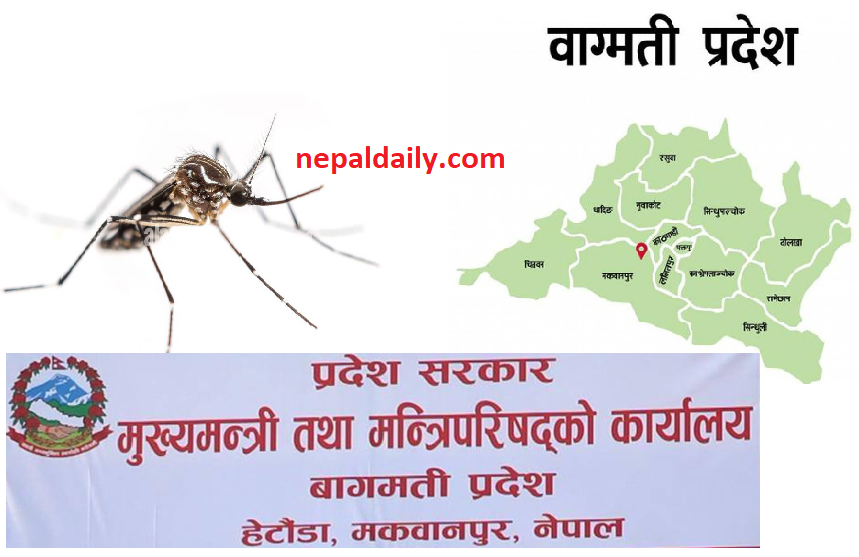 वाग्मती प्रदेश डेंगूको उच्च जोखिममा : झारा टार्दै प्रदेश सरकार, नियन्त्रणको छैन ठोस योजना