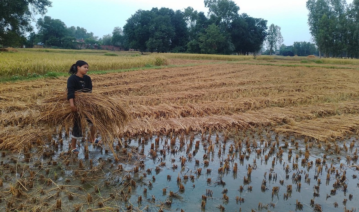 बेमौसमी वर्षाले धानबालीमा क्षति