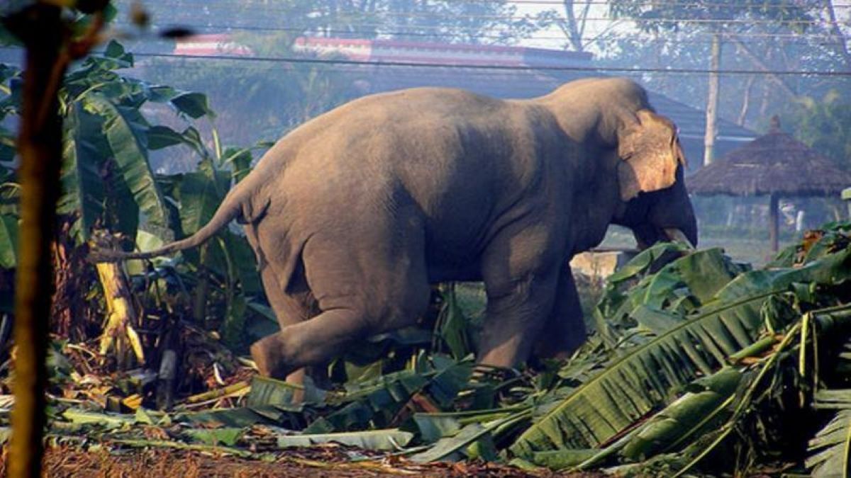 हात्तीको आक्रमणबाट चितवनमा ३४ वर्षीय युवकको मृत्यु