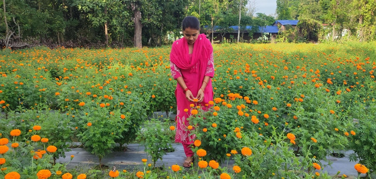 कृषि जेटिएको फूलखेती, परम्परागत खेतीभन्दा दुई गुणा बढी आम्दानी