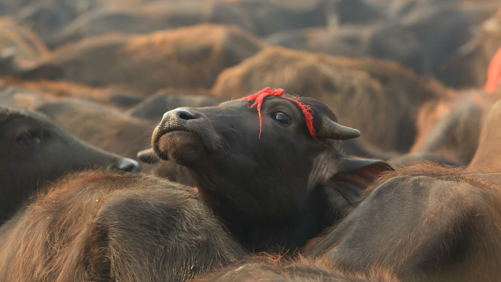 गढीमाई मेलामा दिइयो १० हजारभन्दा बढी राँगाको बलि