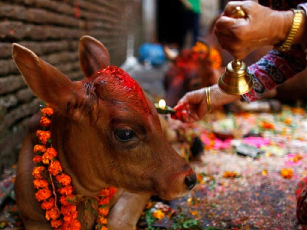 तिहारको पाँचौ दिन गाई पूजा गरिँदै