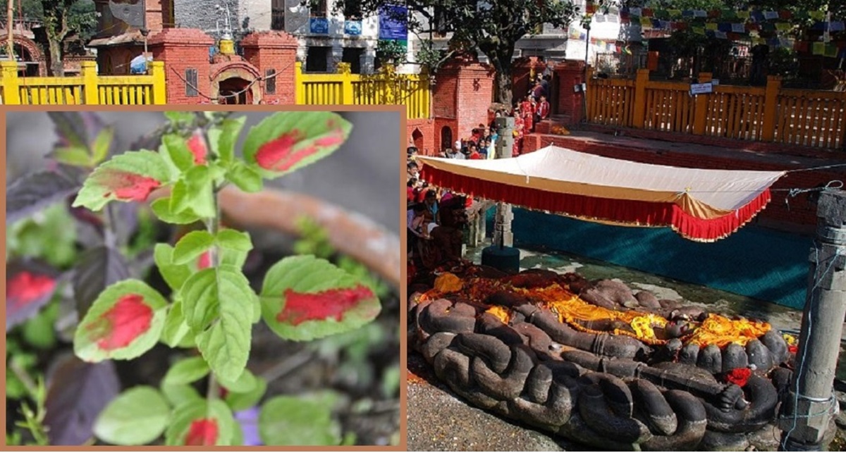 आज हरिशयनी एकादशी: घर-घरमा तुलसीको मठ सारिँदै