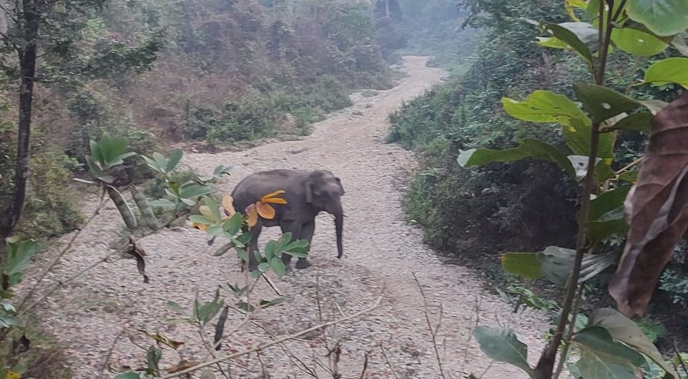 झापामा जंगली हात्ती मृत फेला