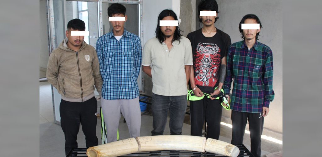 राष्ट्रपति कार्यालयबाट हात्तीको दाह्रा चोरी गर्ने ५ जना ९ महिनापछि पक्राउ, यसरी लुकाएका थिए टुक्रा पारेर