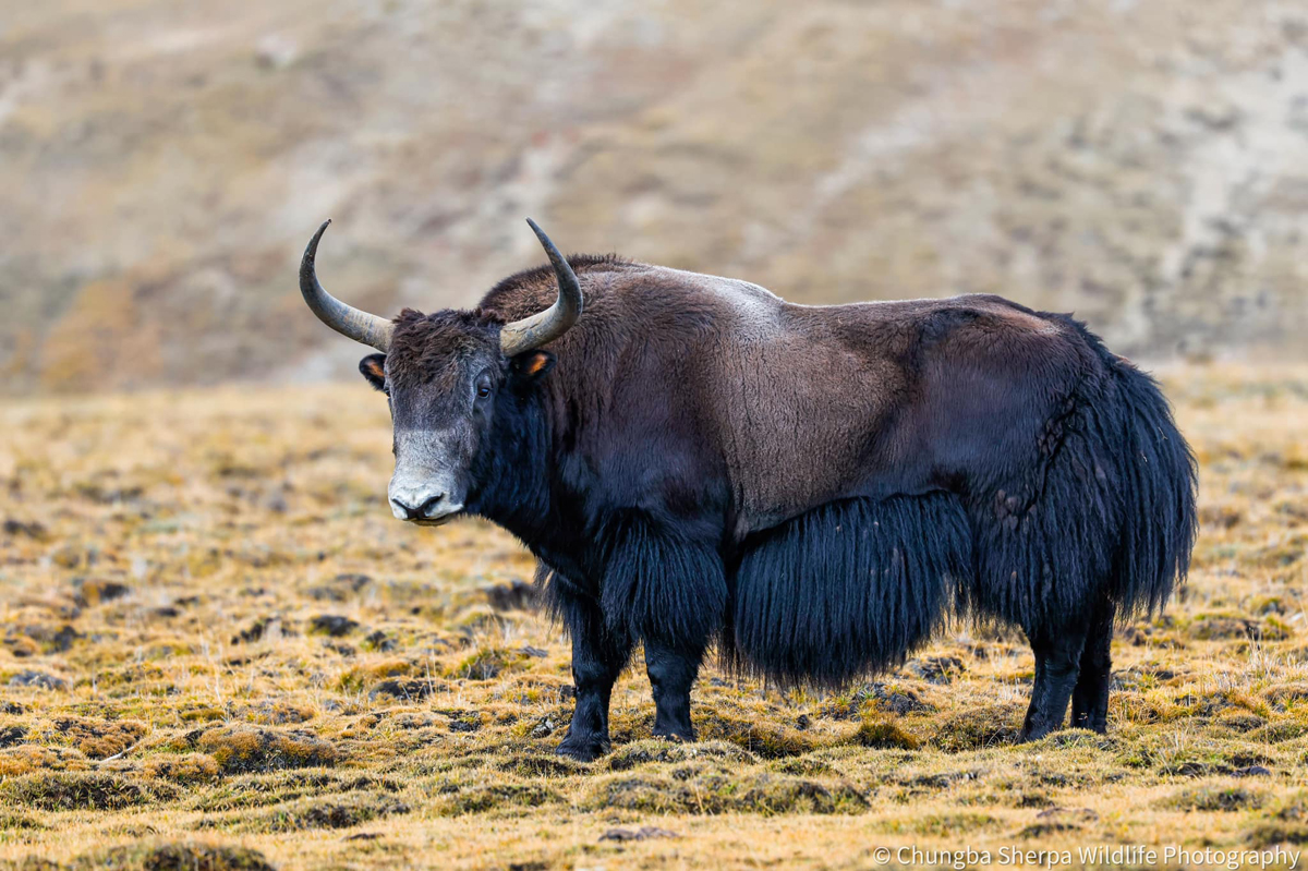 हिमाली याकपालकको क्षेत्रीय सञ्जाल बन्दै, साझा चुनौतीमा सहकार्य गर्ने