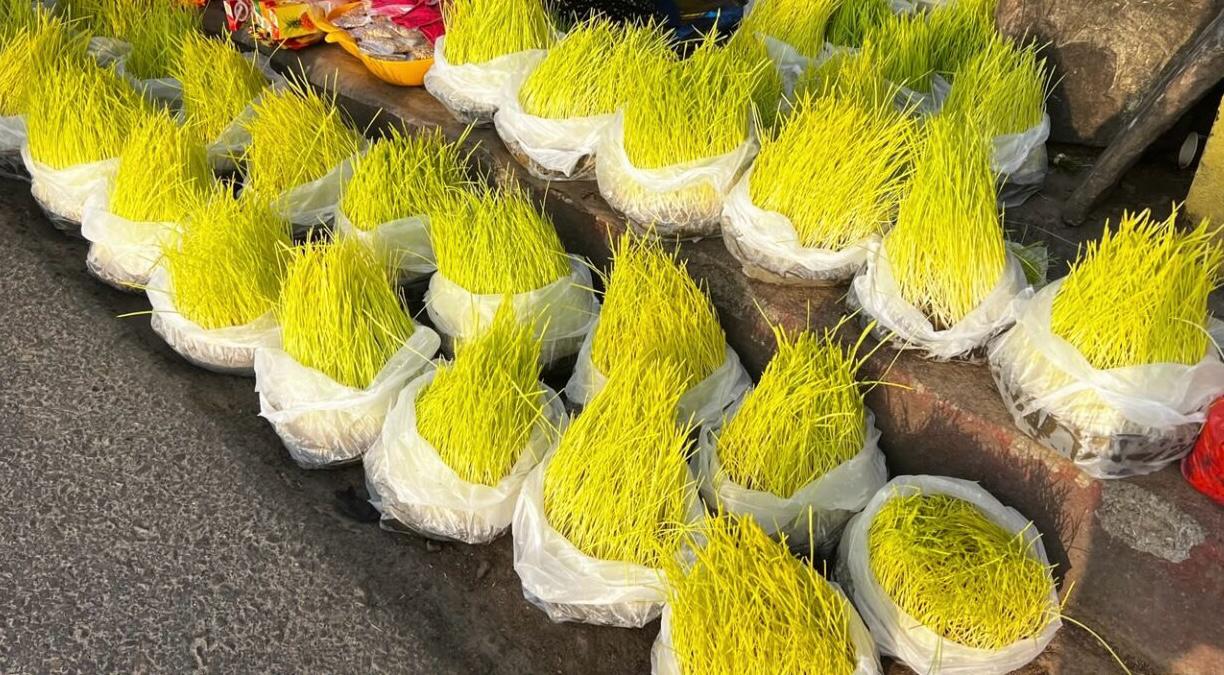 काठमाडौंमा बिक्रीमा जमरा