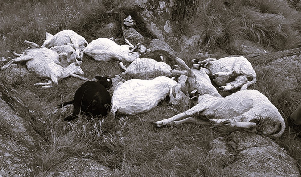 जुम्लामा भीरबाट लडेर ७० भेडा मरे, ३१ बेपत्ता