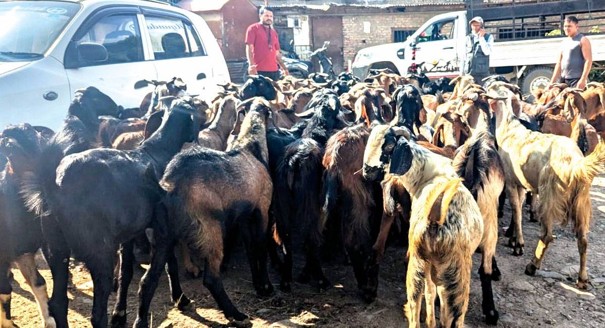 सुनसान खसीबजारः दसैँ आयो, खसीबोका किन्ने ग्राहक आएनन्