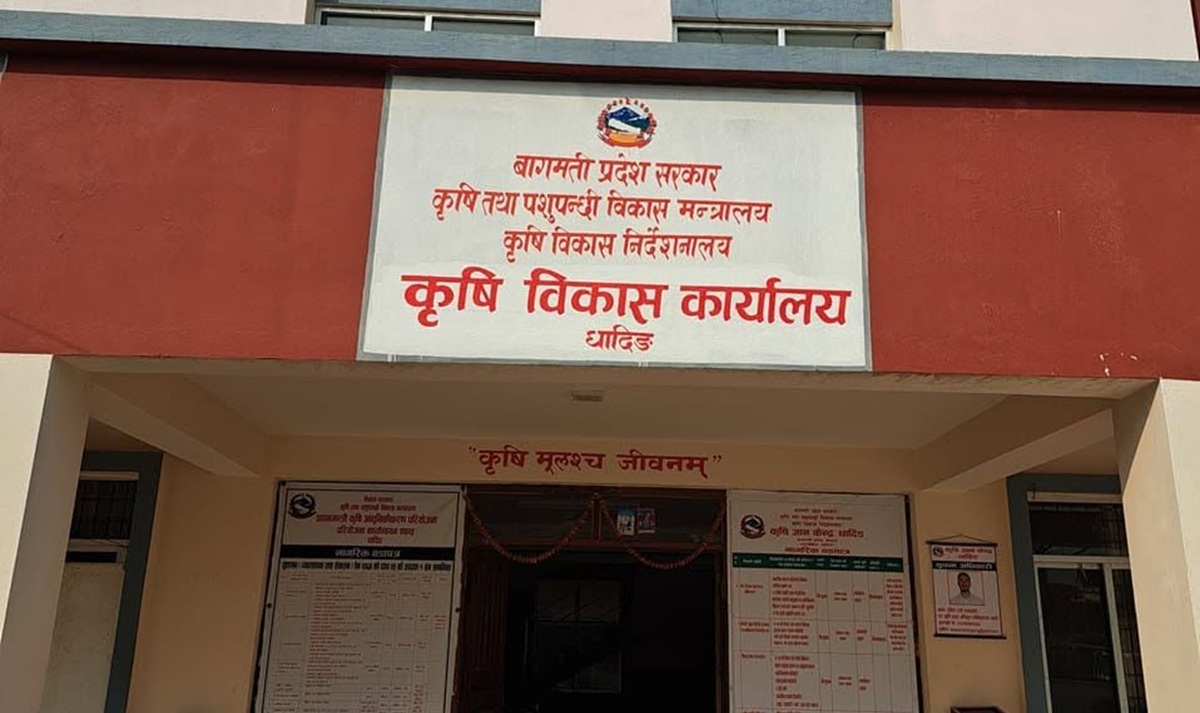 कात्तिक १५ गतेपछि मात्र धान काट्न कृषि विकास कार्यालयको आग्रह