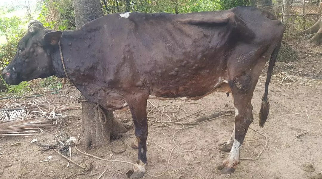 लम्पी स्किनको संक्रमणबाट सुदूरपश्चिममा २५ हजार ९ सय ९१ चौपाया मरे