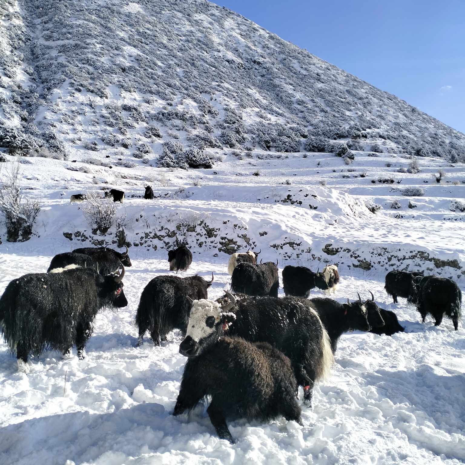 लगातारको हिमपातले याकचौँरी पालनमा असर, किसानहरुलाई समस्या