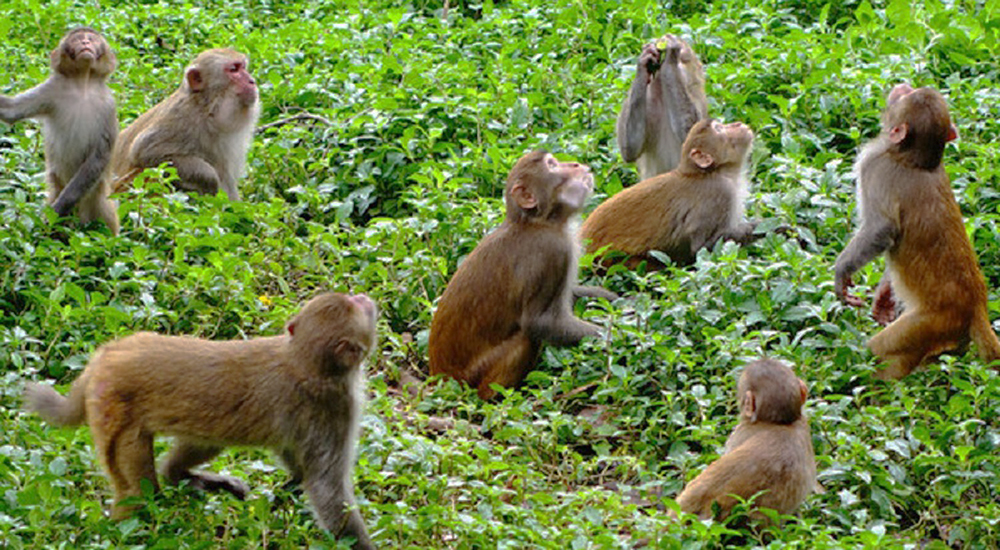 बाँदरलाई कृषि हानिकारक वन्यजन्तु घोषणा