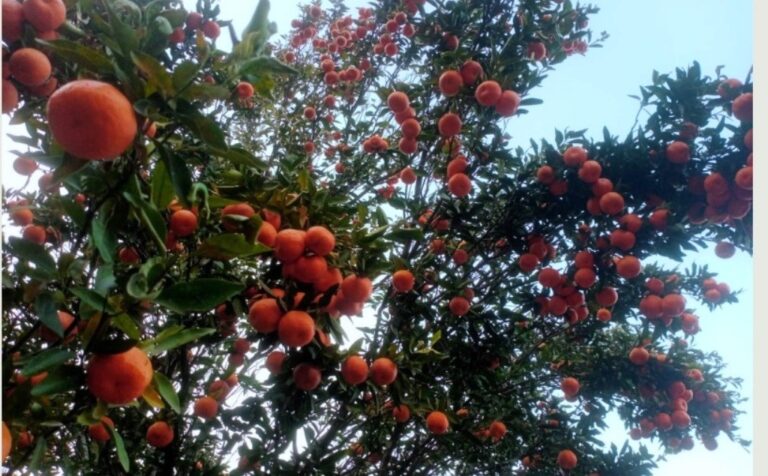 बागलुङ किसानका व्यथा : सुन्तलाले पाएन मूल्य, सस्तोमा बेच्न बाध्य