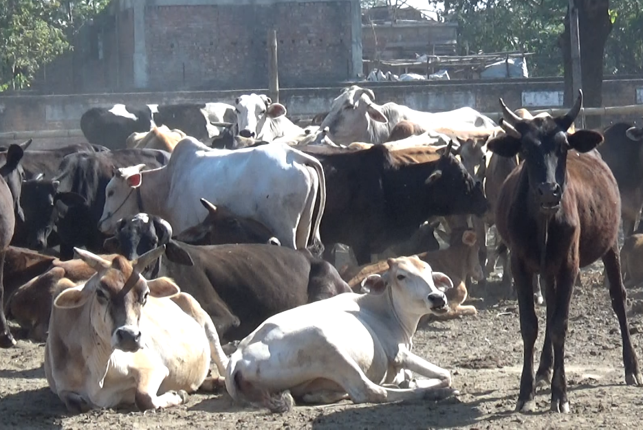 आज विश्व पशु दिवस मनाइँदै