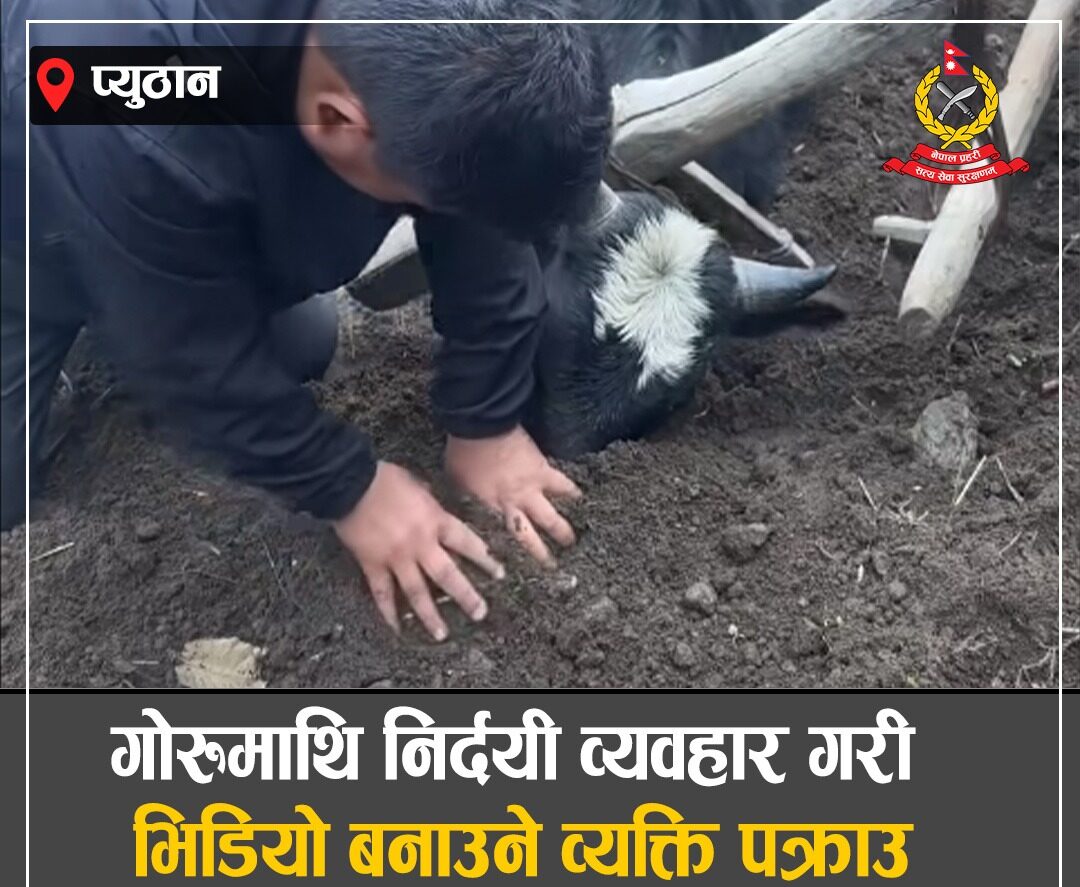 गोरुलाई निर्दयी व्यवहार गरेको भिडियो सामाजिक सञ्जालमा सार्वजनिक भएपछि एक जना पक्राउ
