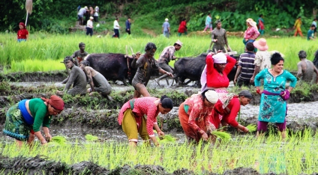 असारे भाका गाउँदै धान रोपाइँ गर्ने बेठी परम्परा लोप हुन थाले