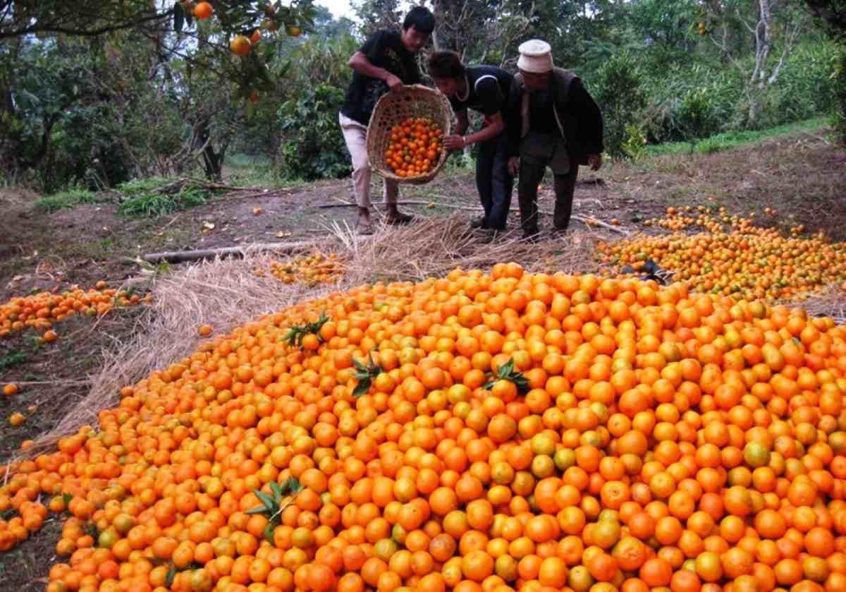 सुन्तलाखेतीबाट म्याग्दीका एकै किसानले कमाए २० लाख