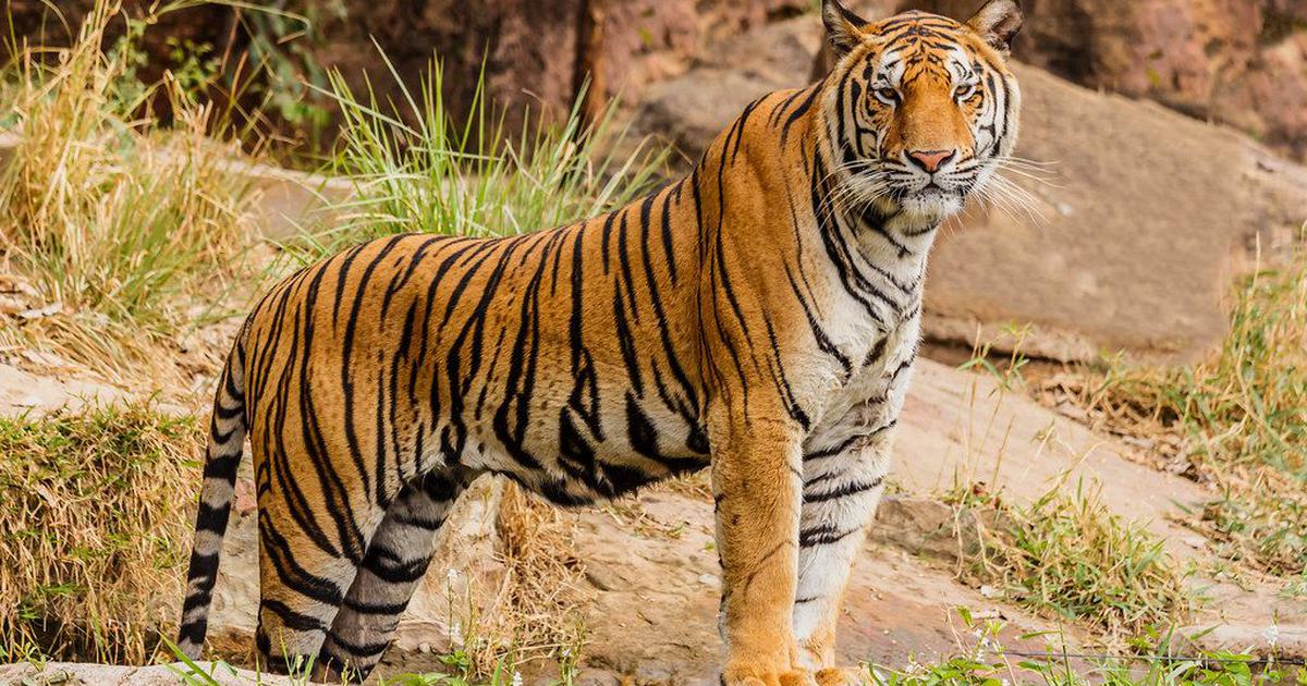 नेपालको बाघ संरक्षणमा आशलाग्दो उपलब्धि