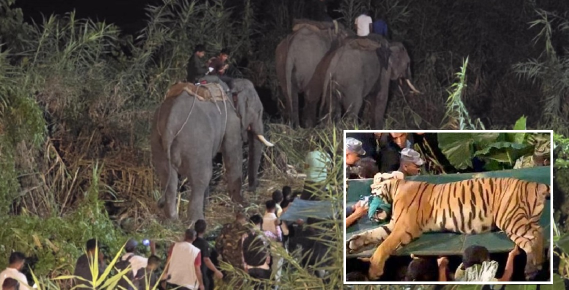 चार हात्तीले घेरा हालेर राति ९ बजे नियन्त्रणमा लिईयो चितवनमा मान्छेलाई आक्रमण गर्ने बाघ