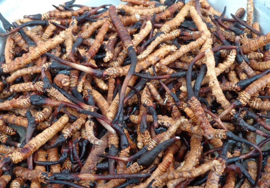 जडीबुटी बेचेर चार करोड राजस्व असुली