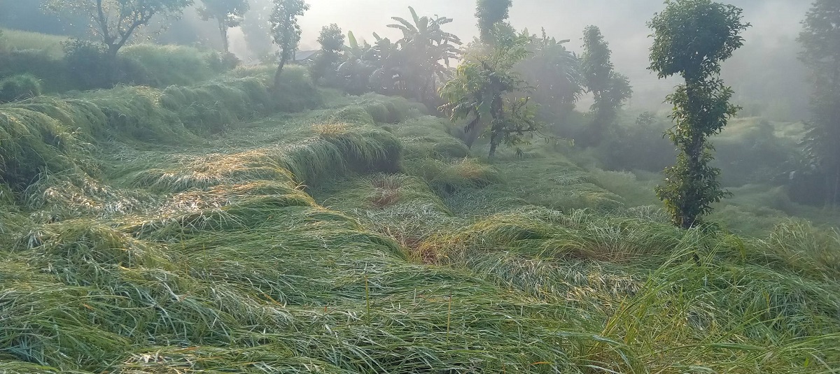 असिनाले धानबाली नष्ट हुँदा कृषक चिन्तित